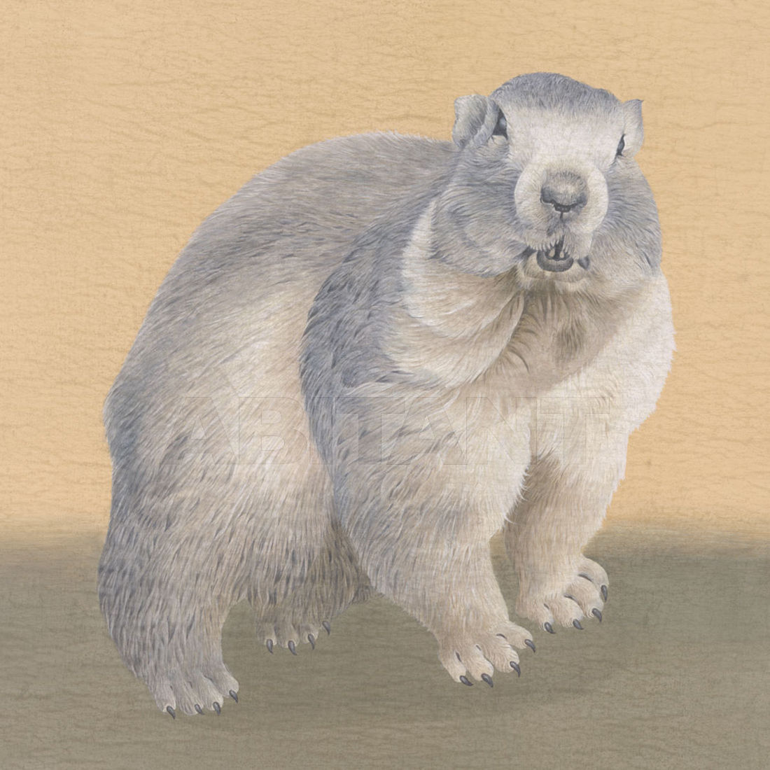 Buy Wallpaper Iksel   Animals MARMOT 2