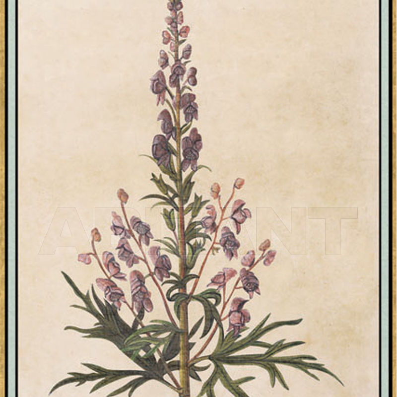 Wallpaper Renaissance Herbier RH 7 price on request Buy Wallpaper Iksel Renaissance Herbier RH 7