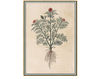 Wallpaper Iksel   Renaissance Herbier RH 11 Oriental / Japanese / Chinese