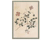 Wallpaper Iksel   Renaissance Herbier RH 29 Oriental / Japanese / Chinese