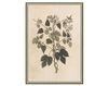 Wallpaper Iksel   Renaissance Herbier RH 35 Oriental / Japanese / Chinese