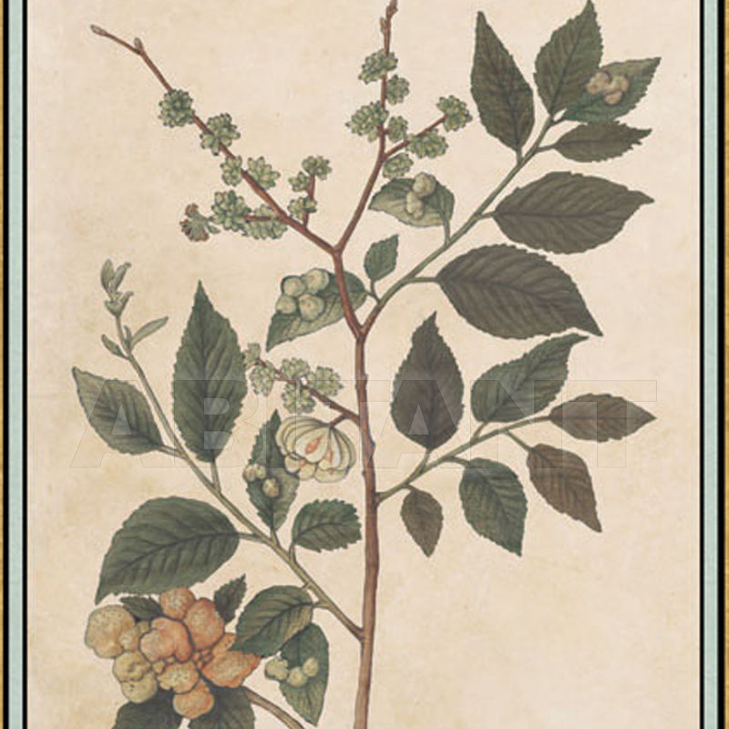 Wallpaper Renaissance Herbier RH 16 price on request Buy Wallpaper Iksel Renaissance Herbier RH 16